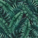 Liście tropikalne palmy